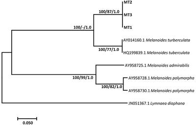 Are Freshwater Snails, Melanoides sp. and Invasive Tarebia granifera (Gastropoda: Thiaridae) Suitable Intermediate Hosts for Calicophoron microbothrium (Trematoda: Paramphistomoidea)? An Experimental Study